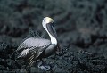 Pélican brun des Galapagos (Pelecanus occidentalis urinator) Ref:37030